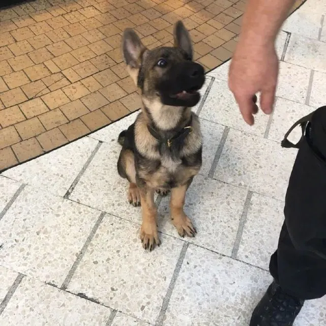 小警犬参加就职仪式，全程放肆睡觉，最终被教官一下搞起