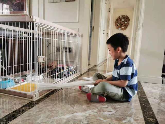 宠物狗狗小识堂｜家有小孩子还适合养狗吗？