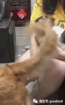 都是第一次当狗，我凭什么让着你？