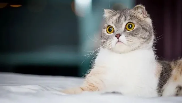 猫能看到人类看不见的东西吗？