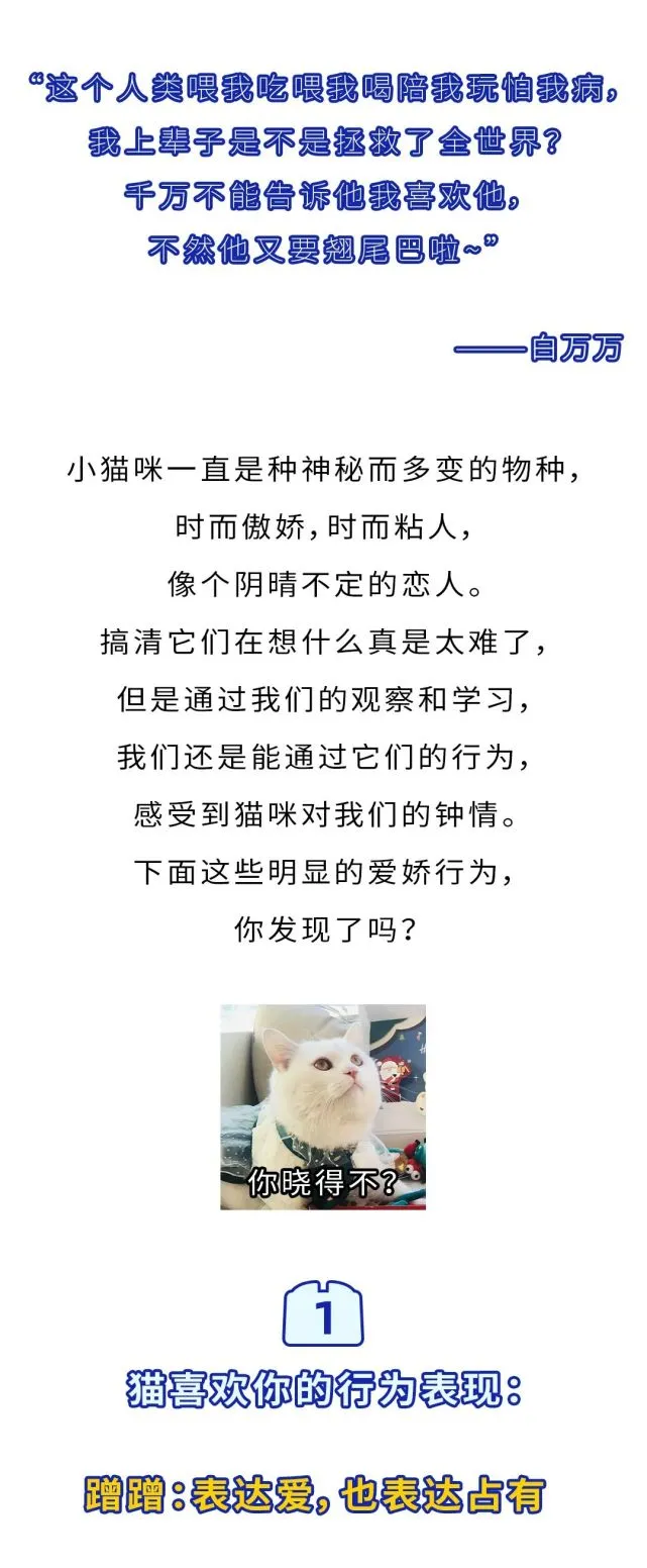 猫咪表达爱意的8种表现，你中了几个？