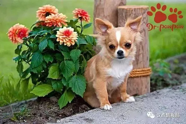 狗狗被车压了腿怎么办？