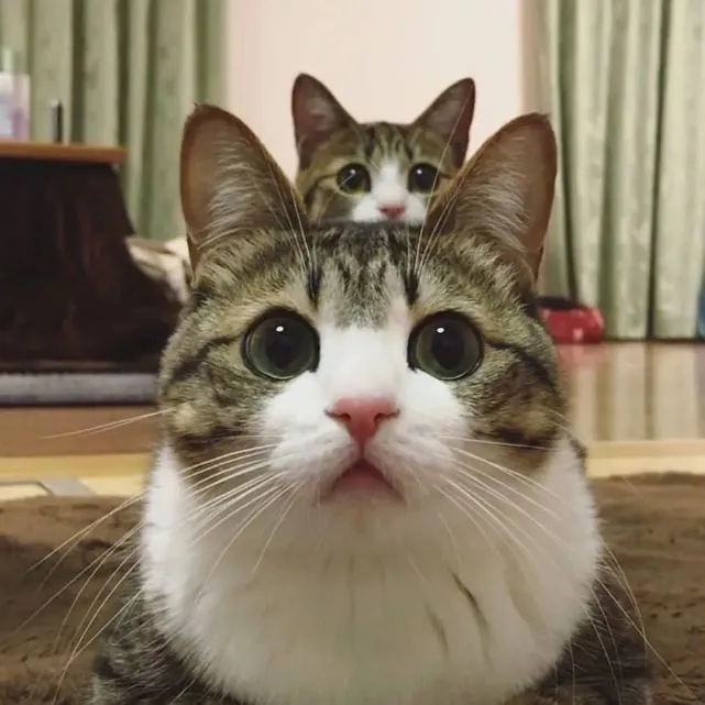 千万别养2只猫，否则房间全是恋爱的酸臭味！