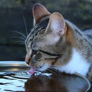 猫咪一天要喝多少水,又怎么判断猫是否缺水?