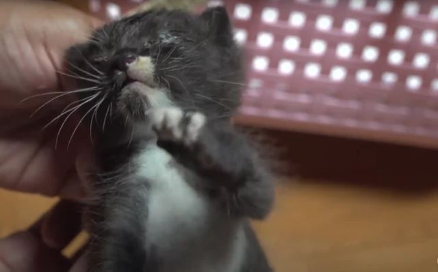 你还记得那只被裹“面包糠”的小猫吗？它长大啦，还收了个小弟！