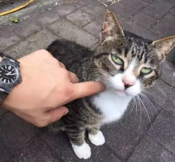 为什么有些流浪猫会被剪掉耳朵？别以为是虐待，其实是一种保护哦