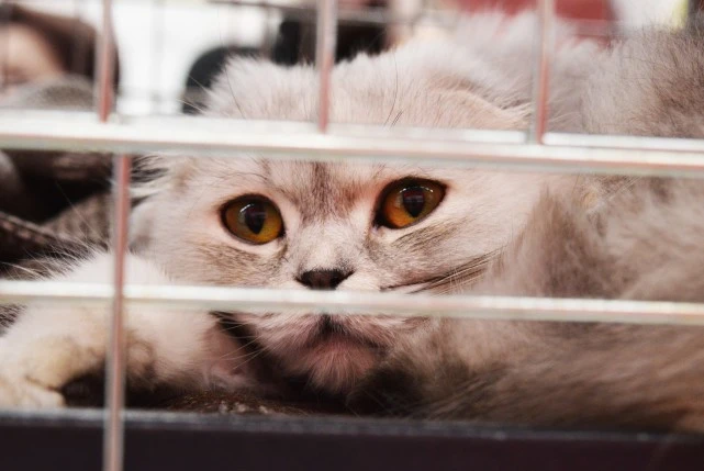 散养VS笼养？谁才是养猫的王道之选！