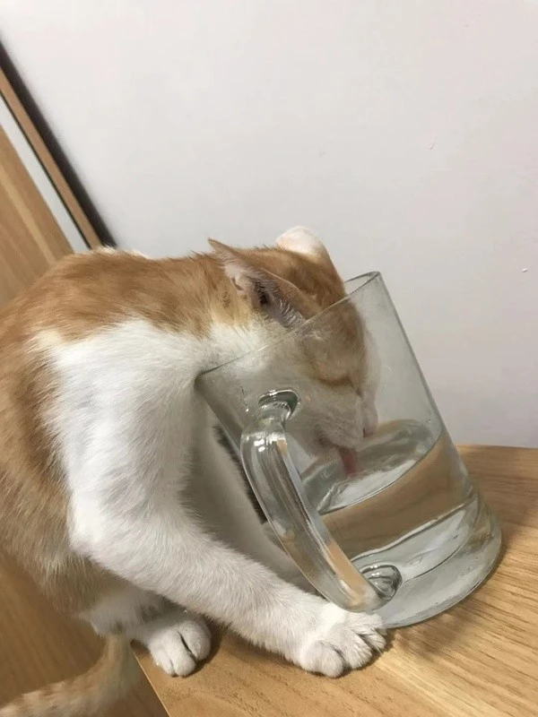 猫咪迷惑行为大赏：喵星人的脑回路，我们人类表示很难理解