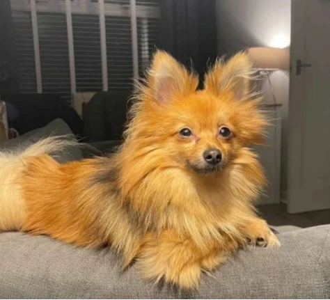 国外夫妇巧妙设计门铃“陷阱”找回丢失爱犬