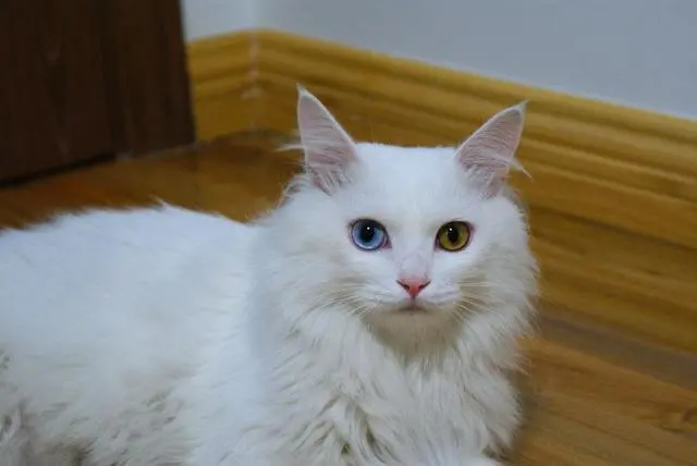 养宠物猫和田园猫，哪一个更“省心”？