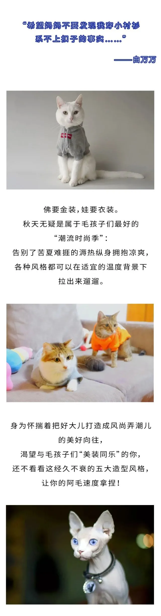 金秋爱宠时尚季，看看毛孩子们能潮成什么样！