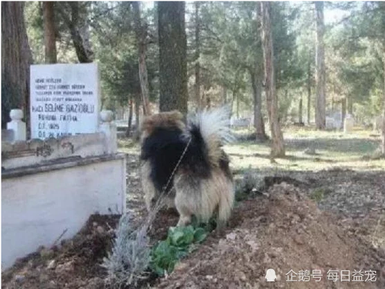 狗狗每天偷偷出门，很晚才回来，铲屎官知道真相后感动不已！