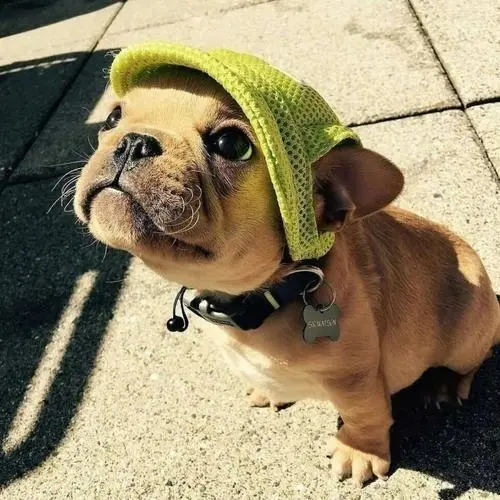 狗狗呕吐发抖