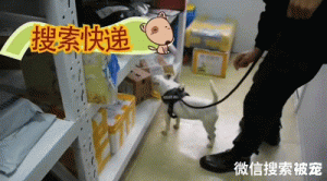 逛车展偶遇一只超Q的搜爆犬，网友被萌哭：这么小就出来打工啦？！