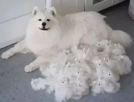 萨摩耶犬洗澡的常见问题