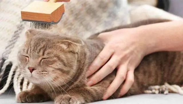 吸猫体质之所以“招猫”喜欢，是因为这5个特点，你占了几个？