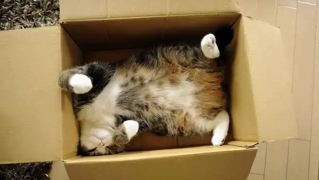 当“大猫”遇见纸箱，反应跟小猫咪一样，纸箱：我征服了猫科全科