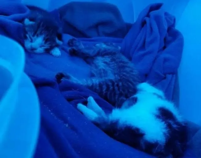 网友是狗奴，从没想过养猫，结果有天门口来了一只猫妈妈碰瓷