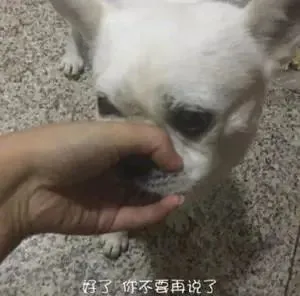 “对狗那么好，对你父母有这样好吗？”网友神回复也太给力了