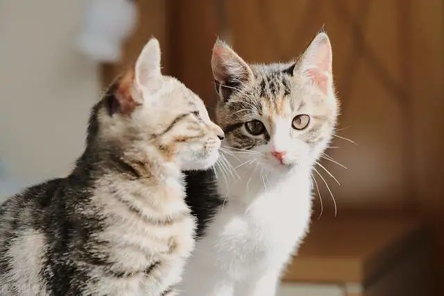 被我们称为土猫的狸花猫，为什么在国外这么受欢迎？