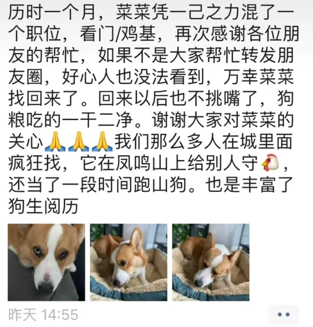 柯基丢失了一个月，再次见到时差点没认出来：怎么成了这个模样？
