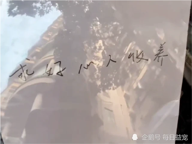 5只布偶猫被遗弃路边，名贵猫咪说扔就扔，莫非家里有矿？