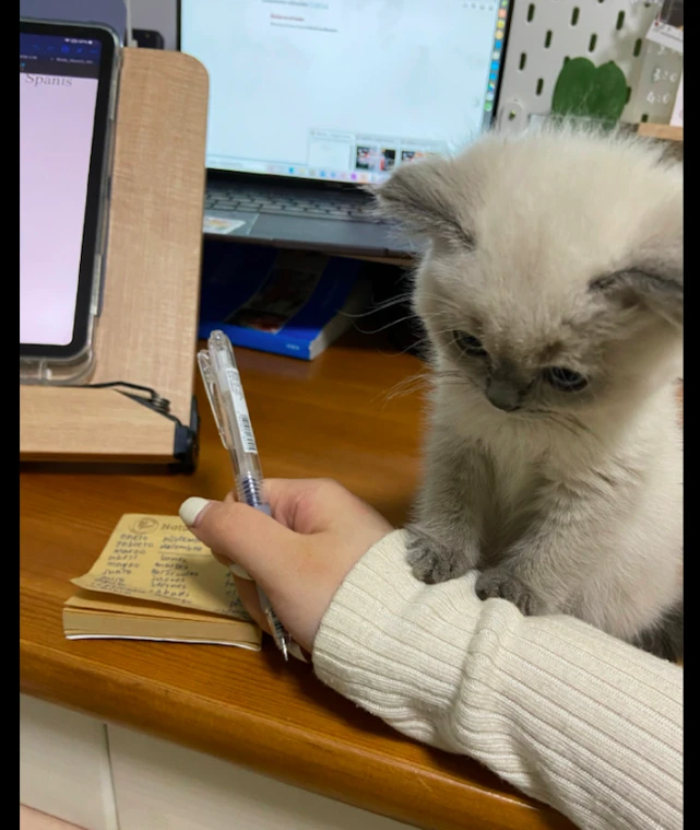 主人工作没理猫咪，它试探性地把爪子放在胳膊上：你不爱我了吗？