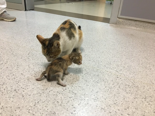猫妈叼着娃冲入医院看“急诊”，医护把它包围着问诊，好有爱！