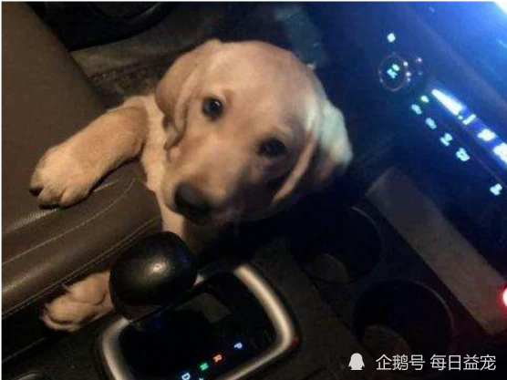 狗子成精了！看到女主人要开车，吓得赶紧系上安全带：小命要紧