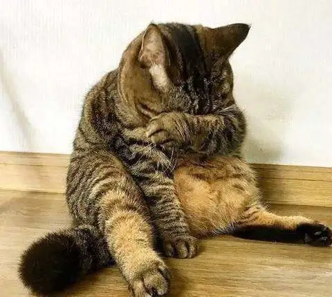猫咪会“记仇”吗？看完这些，你就知道了