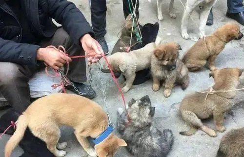 农村养狗为啥都喜欢养田园犬，城里常见的狗为啥反而不受欢迎？