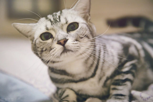 猫咪为什么会咬你呢？怎么做才能制止它？