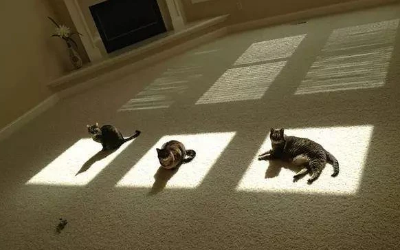 剖析猫咪对纸箱的爱
