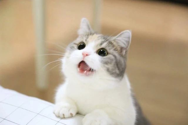 猫根本不爱叫，对铲屎官喵喵叫，其实是猫想表达这5个意思！