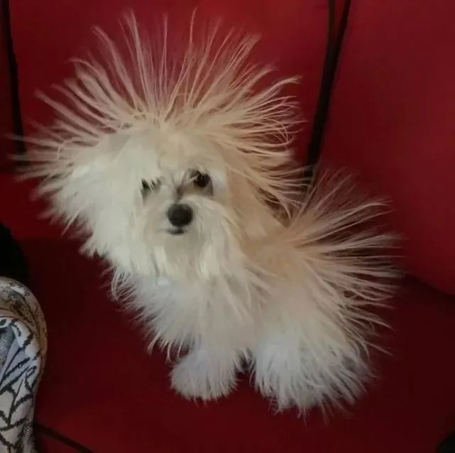 提问：一只狗能长得多随便？