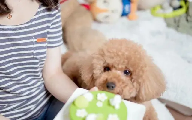 为何泰迪来中国后迅速成为国民宠物犬？养狗人说出了实情