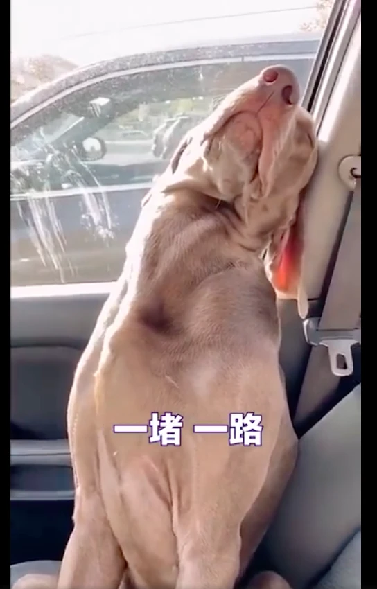假期开车带狗出去玩遇上堵车，狗狗在车里等得都睡着了：心堵啊！