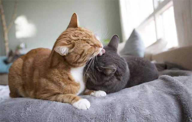 如果你的猫有这4种行为，代表喵过得幸福，也很爱你
