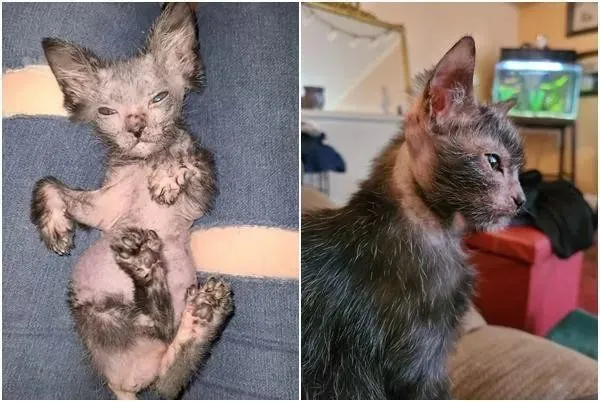暖心收留流浪孕猫！这只喵baby毛超稀，一查才知生出“珍稀品种”