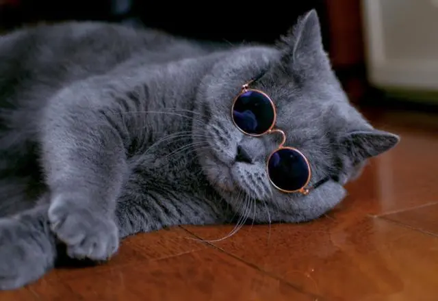 猫咪界最粘人的6个品种，来看看吧！