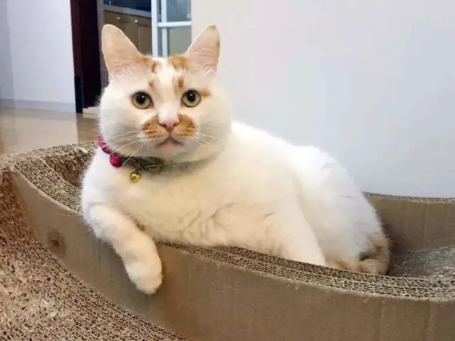 猫咪对你很冷漠？其实是铲屎官一手造成的