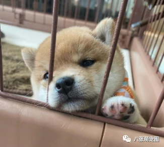 狗狗换了主人真的会伤心吗？