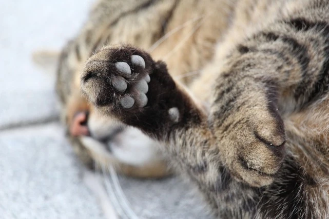 关于猫咪的25条冷知识，总有一条你不知道！