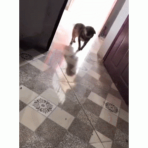 巨型贵宾犬迎接主人回家太激动，结果把房门都撞得整个掉下来……