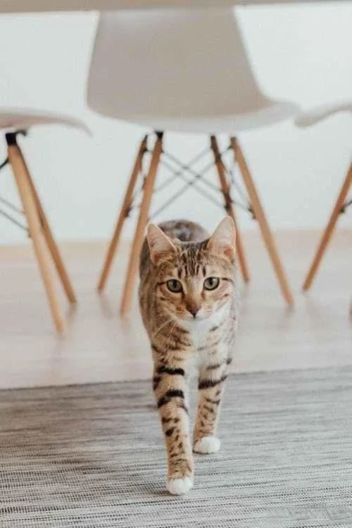 怎么跟猫交流？