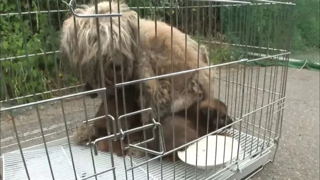 “发臭的狗狗”在集装箱底下，生下三只幼犬，遭附近居民嫌弃