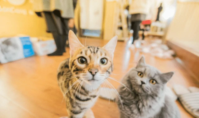 猫咖内的猫咪总是那么乖巧温顺，原因是什么？
