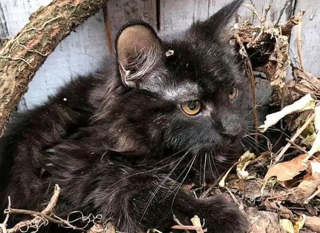 流浪猫被冻坏，钻进落叶堆发着抖，女孩看清猫模样：怎么是你呀？