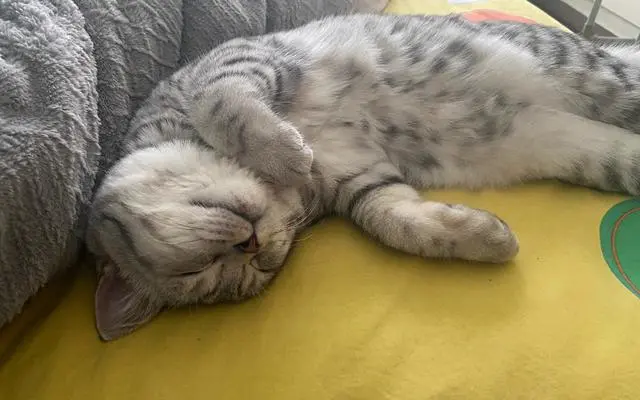 猫是否爱主人，从它4种睡觉姿势就能看出，你家猫爱你吗？