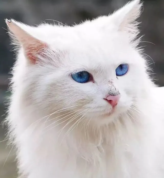 猫趣｜田园猫颜值的天花板山东狮子猫，哪怕流浪也难掩优雅的气质
